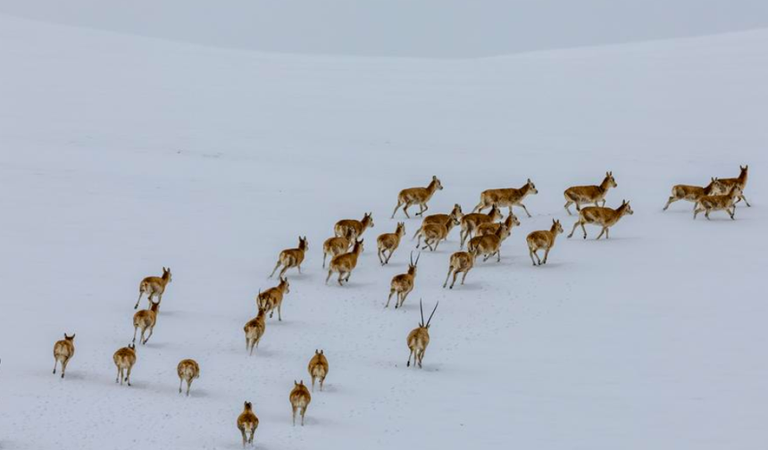 Tibet antilopları doğum yapmak için yıllık göçlerine başladı