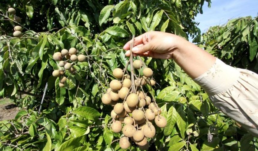 Endonezya'da longan meyvesi hasadı