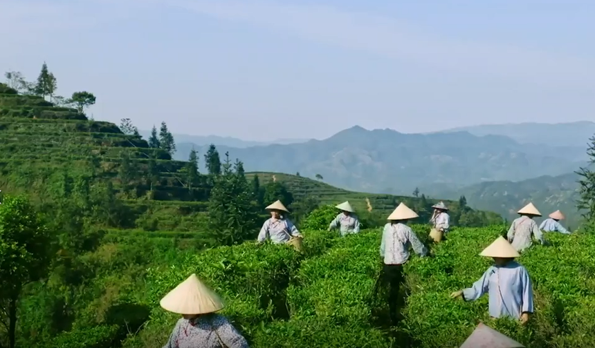 Çin’in bin yıllık Liubao çayı yeniden canlanıyor
