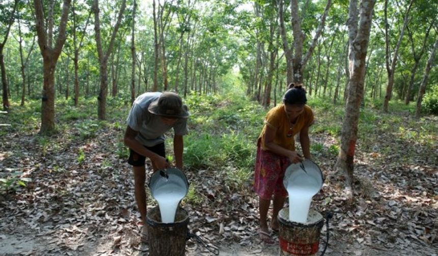 Myanmar kırsalında yerel halkın geçim kaynağı: Kauçuk çiftlikleri
