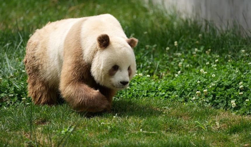 Nadir kahverengi dev panda türü Çin'in Shaanxi eyaletinde görüntülendi