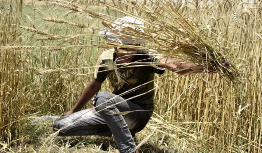 Pakistan'ın Lahor kentinde buğday hasadı başladı