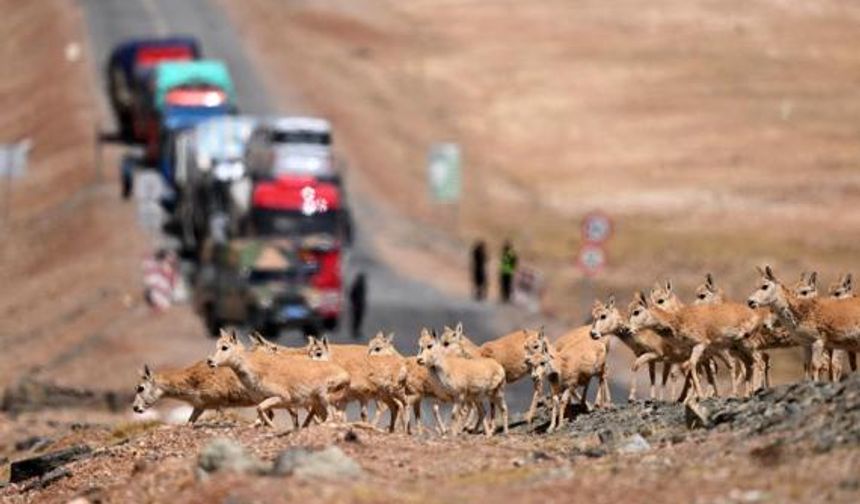 Tibet antilopları doğum yapmak için yıllık göçlerine başladı