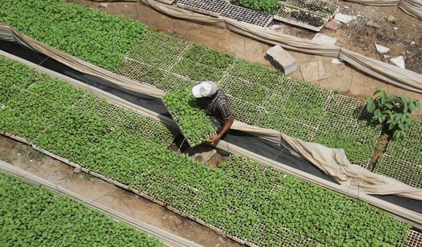 Gazzeli çiftçi, açlık sorununa karşı evinin çatısına kurduğu çiftlikte üretim yapıyor