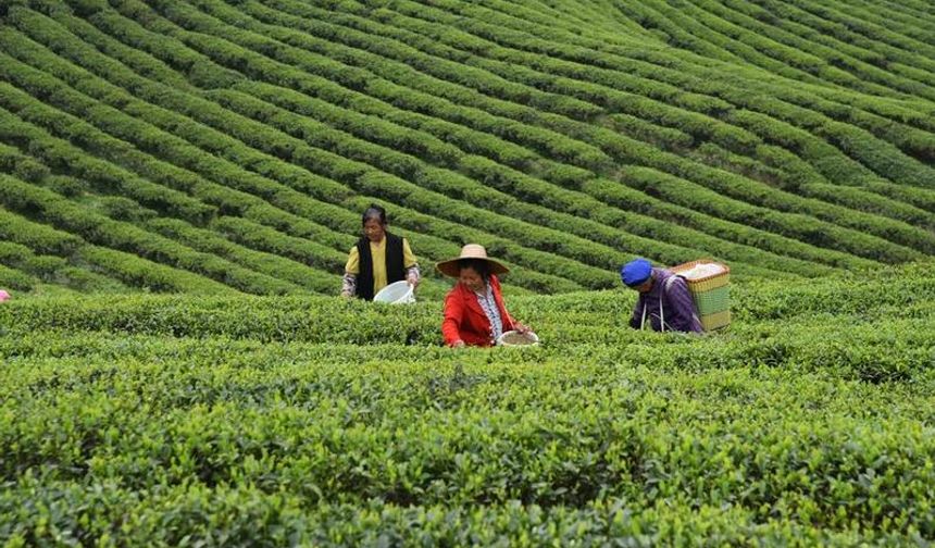 Çin, 2030 yılına kadar çay sektörünün büyüklüğünü 216 milyar dolara çıkaracak