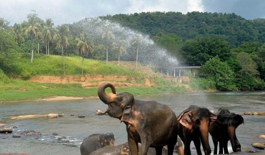 Sri Lanka'da insanlarla filler arasındaki çatışmaları önlemek üzere 5.000 memur görevlendirildi