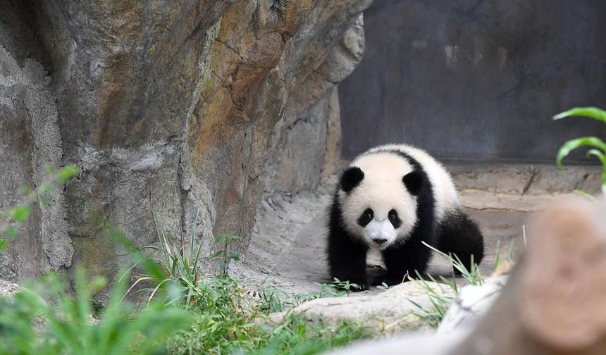 Çin'in Hong Kong bölgesinde doğan dev panda yavrularına Jia Jia ve De De isimleri verildi