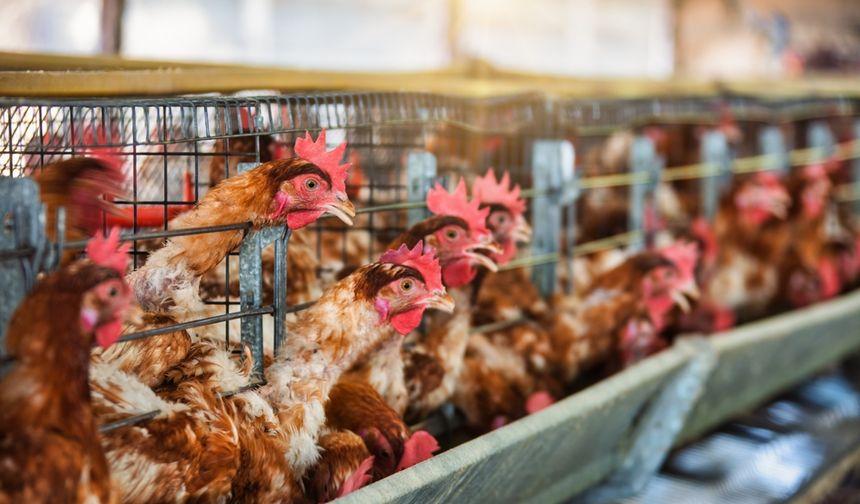 Hollanda'da kuş gribi nedeniyle 117.000 tavuk itlaf edilecek