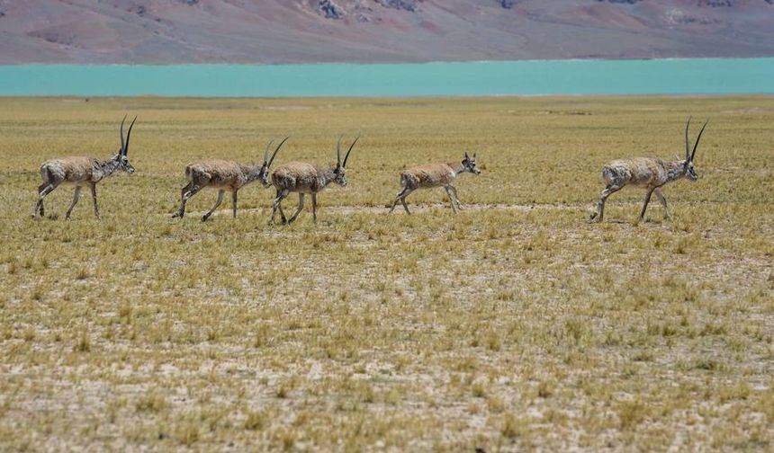 Tibet antilopları doğum yapmak için yıllık göçlerine başladı