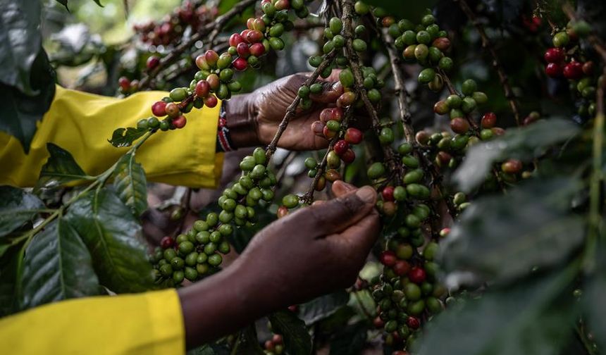 Bir acı kahve hikayesi: Afrika'nın sömürgecilikle mücadelesi