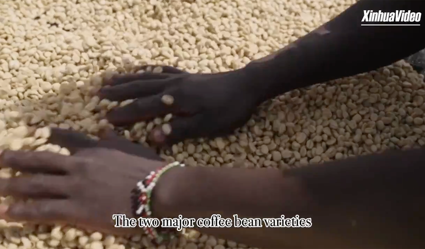 The journey of the coffee bean (1): Birthplace in Africa