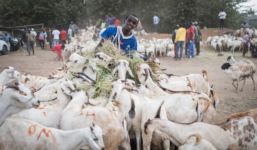 Kenya'daki kurban pazarlarında bayram hareketliliği