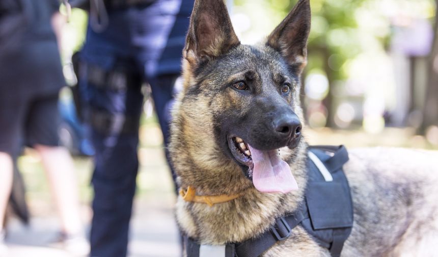 Avustralya'da konteynerde 250 kilogramdan fazla kokain ele geçirildi