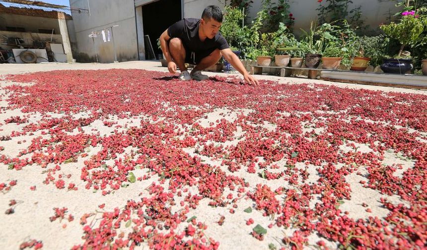 Çin'in Gangu ilçesi Sichuan biberi yetiştiriciliğiyle ön plana çıkıyor