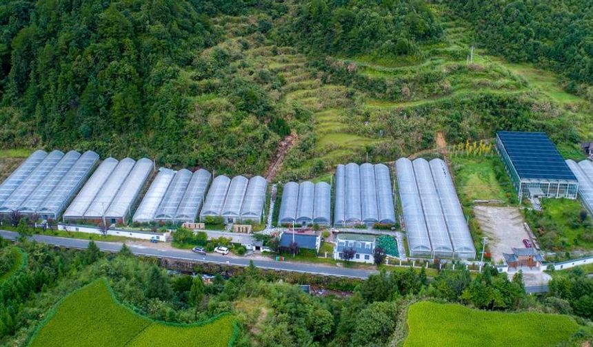 Çin'in Zhejiang eyaletinde sukulent ve yosun yetiştiriciliği kırsal ekonomiye canlılık katıyor
