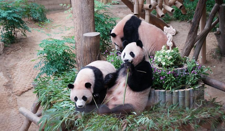 Güney Kore'de doğan dev panda ikizleri ikinci yaş günlerini kutladı