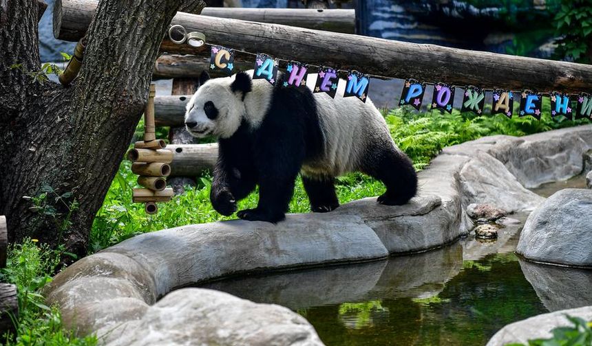 Moskova Hayvanat Bahçesi'nde dev panda Dingding'in sekizinci yaş günü kutlandı