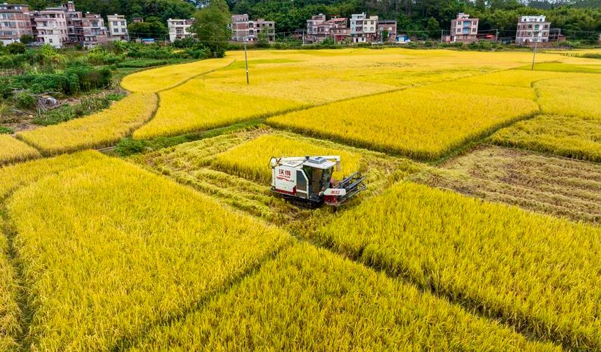 Çin'de sonbaharın son güneş dönemi olan 'Ayazın Düşüşü'nde hasat yoğunluğu yaşanıyor