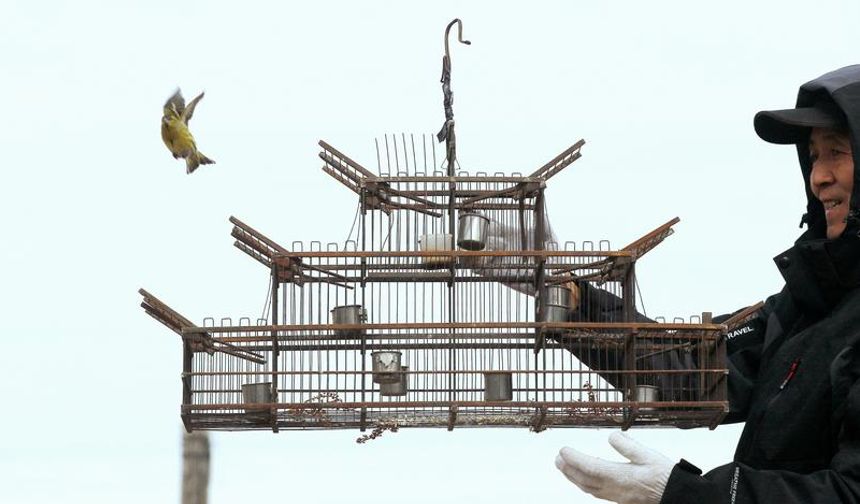 Çin'in Harbin kentindeki gönüllüler yaban hayatını korumak için seferber oldu