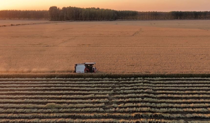 Çin'in Tangshan kentinde çiftçiler çeltik hasadına başladı