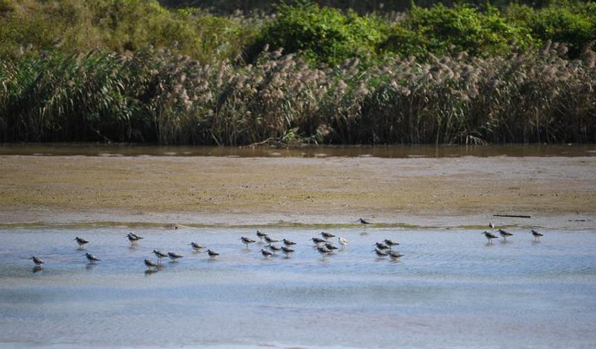 Çin'in Guangdong eyaletine 300.000'den fazla göçmen kuşun gelmesi bekleniyor