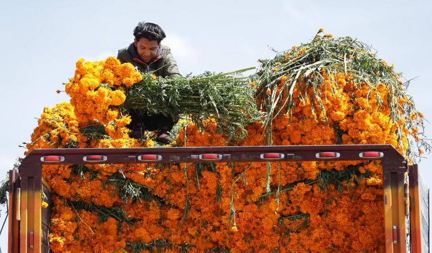 Meksika'da Ölüler Günü hazırlıkları kapsamında kadife çiçeği ve bal kabağı satışları hız kazandı