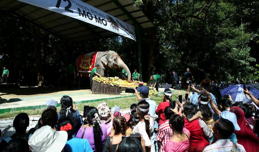Myanmar'ın ünlü Asya fili Mo Mo, 72. yaş gününü kutladı