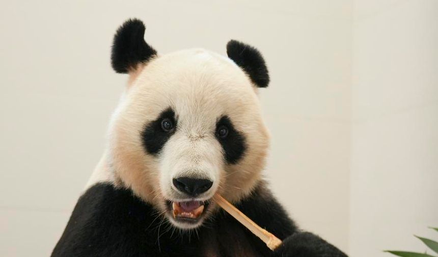 Çin Dev Panda Koruma ve Araştırma Merkezi'nin Mianyang üssü faaliyete geçti