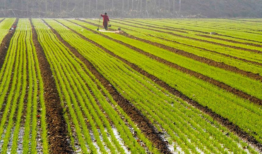 Çin'de 10 Kasım itibarıyla kışlık buğdayın yüzde 70'i ekildi