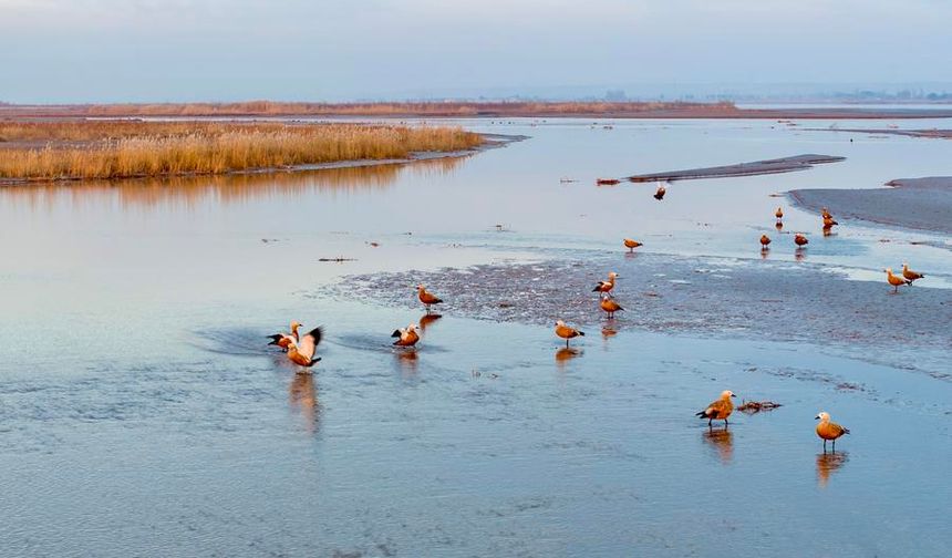 Çin'deki Tianhewan Ulusal Sulak Alan Parkı göçmen kuşlar için cazibe merkezi haline geldi