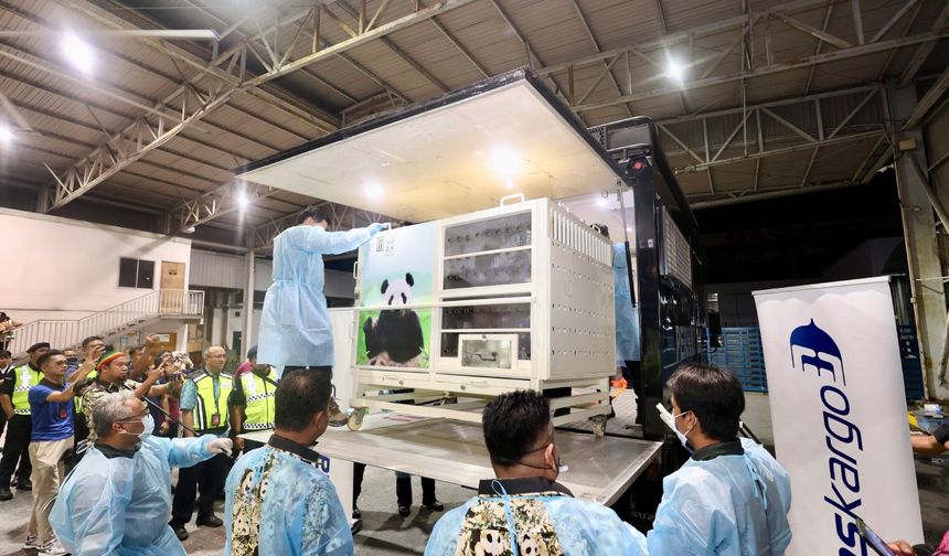 Çin'den yola çıkan dev panda çifti Malezya'ya ulaştı