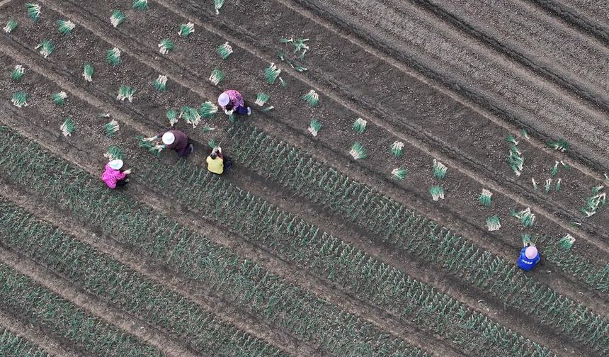 Çin'in Sandu kasabası, yaprak soğanı sektöründe entegre üretim modeli geliştirdi