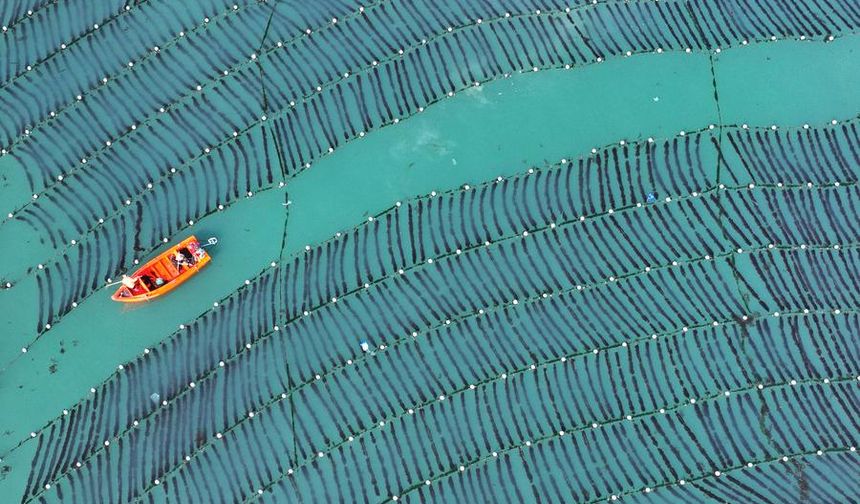 Çin'in Shandong eyaleti, 'mavi gıda deposunu' zenginleştirmek için deniz çiftlikleri kuruyor