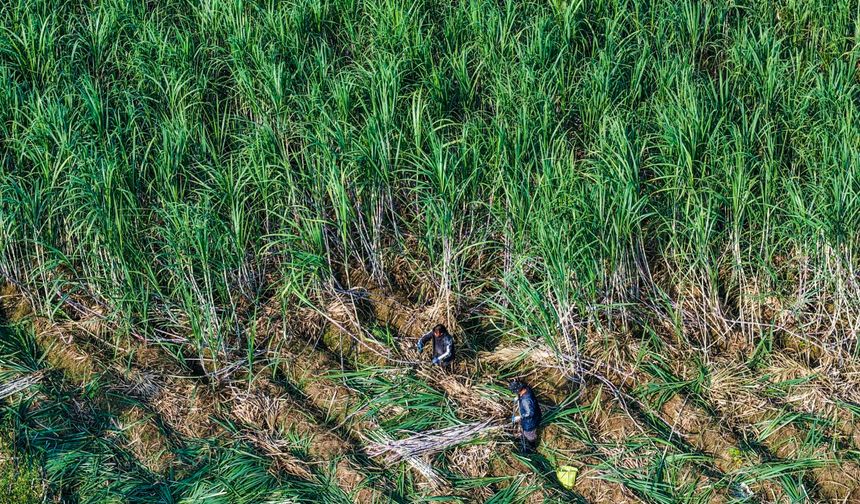 Çin'in Yiwu kentine özgü esmer şeker üretimi üç asırlık tarihiyle gelecek nesillere aktarılıyor