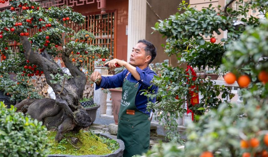 Çin'in Gaojiayan kasabasında bonsai yetiştiriciliği yerel ekonomiye canlılık kazandırıyor