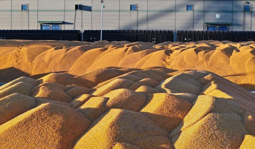 Çin'in Heilongjiang eyaletinin tahıl üretimi 82 milyon tonla rekor kırdı