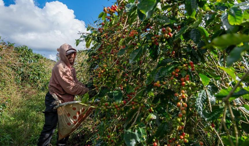 Laos'ta kahve çekirdeği hasat zamanı