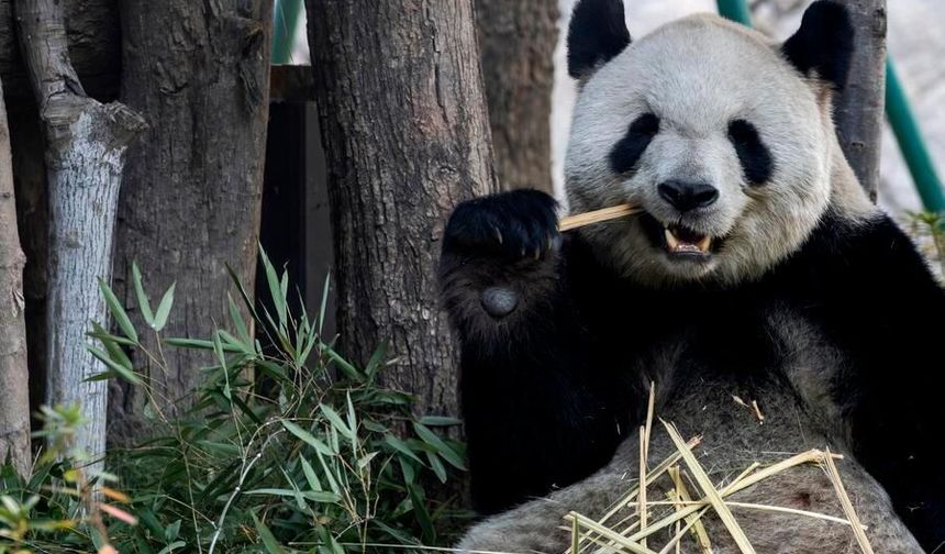 Çin'in Fuzhou kentinde dev pandalar ilk kez halkla buluştu