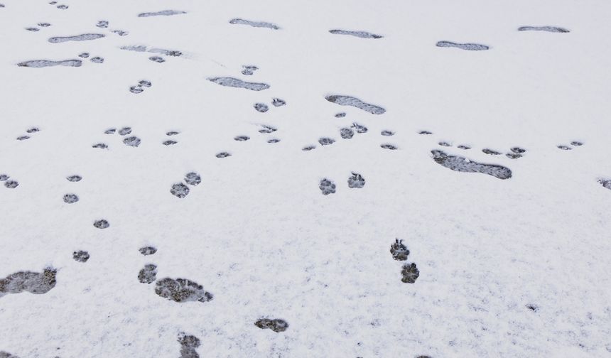 Japonya'da rekor kar yağışı: 2.000'den fazla kişi havalimanında mahsur kaldı