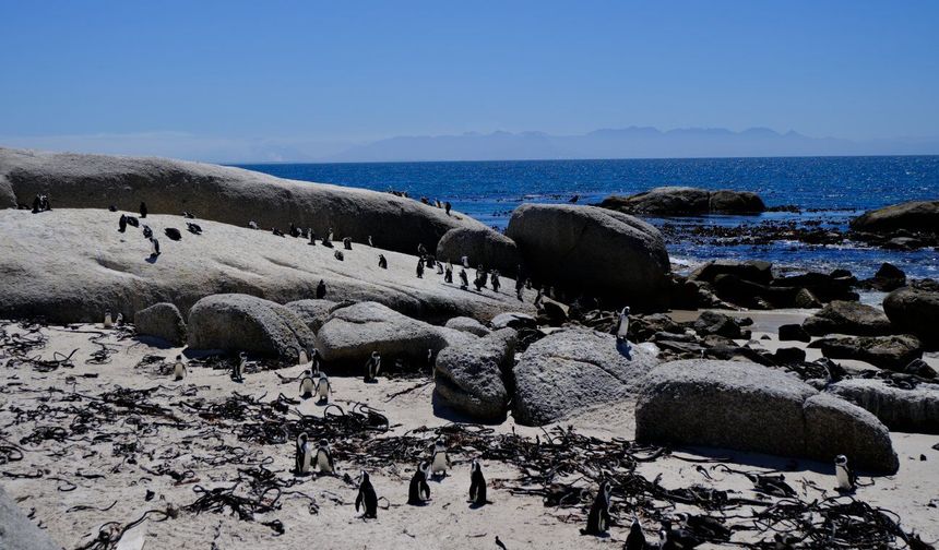 Nesli tükenmekte olan Afrika penguenleri kuş gribi tehdidiyle karşı karşıya