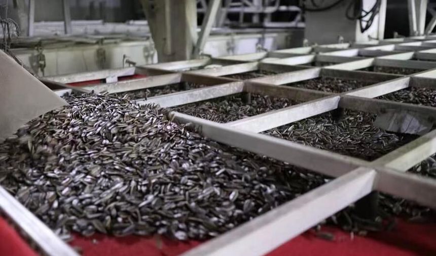 Tek bir çekirdekten ortak büyümeye: Çin ayçiçeği çeşitleri Türkiye'de kök saldı