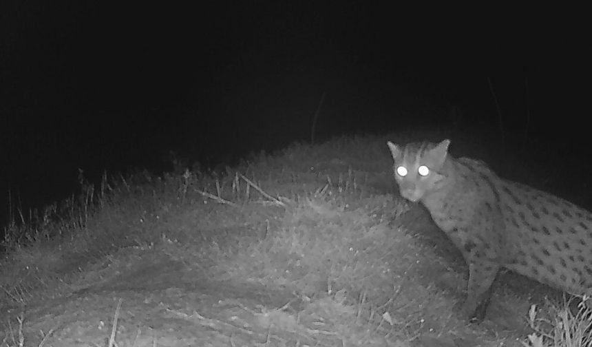 Kamboçya'da balıkçı kedisi yıllar sonra yeniden görüntülendi