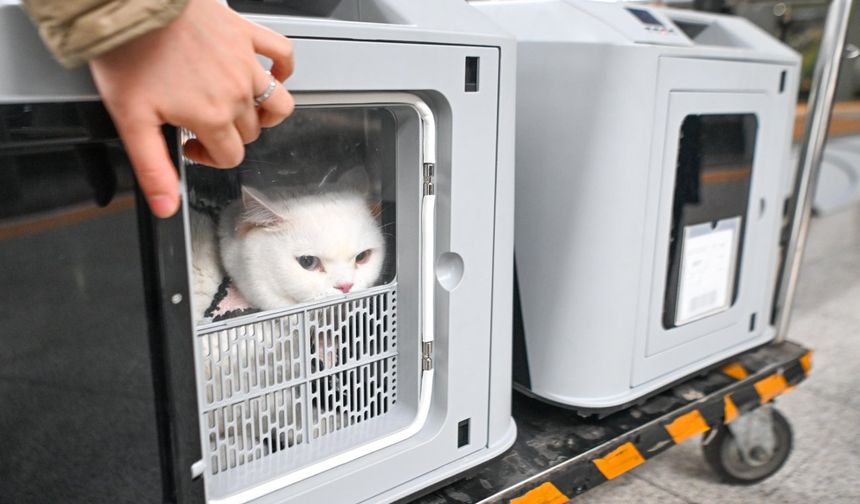 Çin'deki yüksek hızlı trenlerde deneme amaçlı evcil hayvan yolculuk sistemi başlatıldı