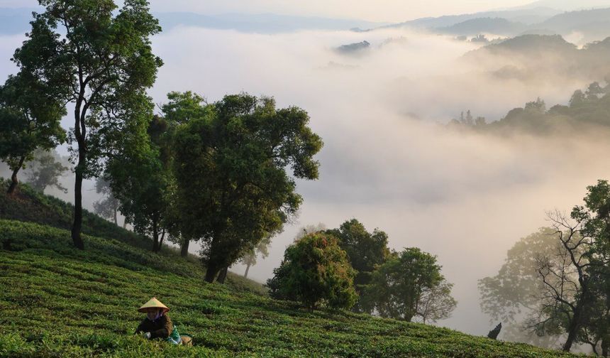 Çin'in güneyinde çay hasat sezonu başladı