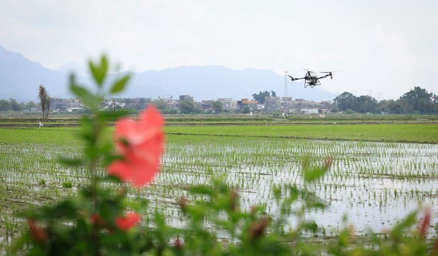 Çin'in Taishan kentinde tarımsal faaliyetlerde makineleşme oranı yüzde 98'e ulaştı