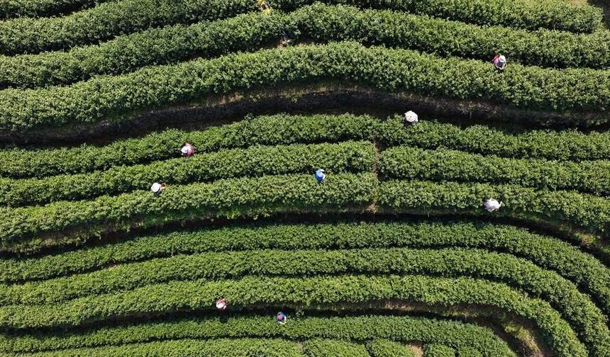 İlkbaharın gelişiyle Çin'in çay tarlalarında hasat hareketliliği başladı