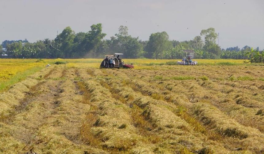 Vietnam'ın pirinç ihracatı, Ortadoğu'daki gerginliklerden olumsuz etkilendi