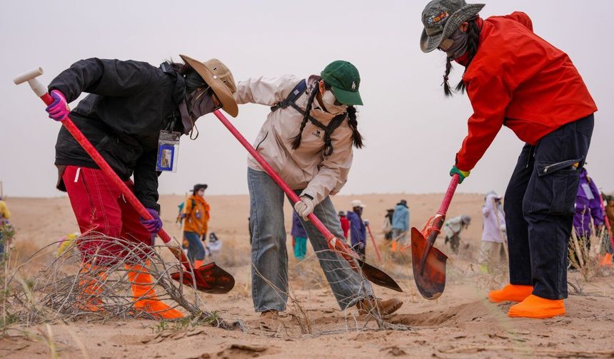 Çin'de çöl arazilerini ağaçlandırma kampanyasına 30.000'den fazla gönüllü katıldı