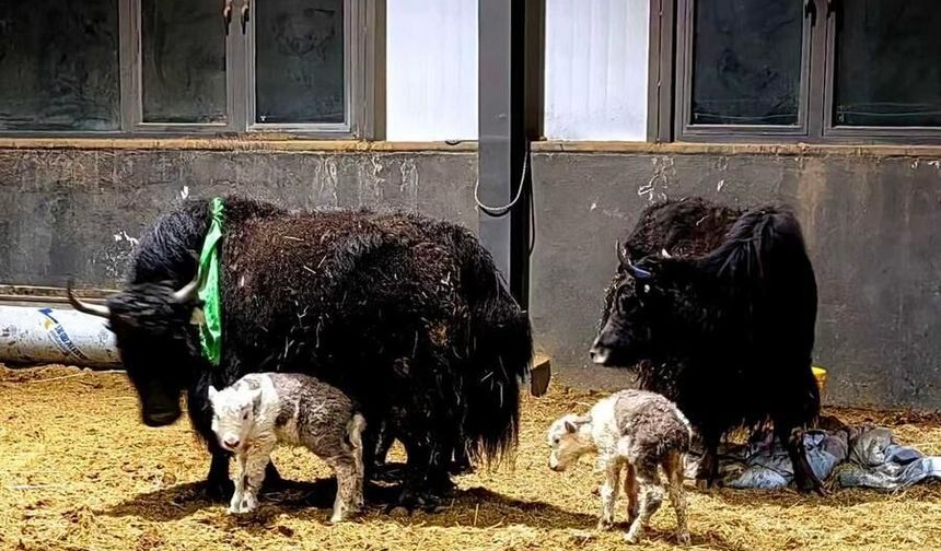 Çin'de klonlanmış 10 yak yavrusu doğdu