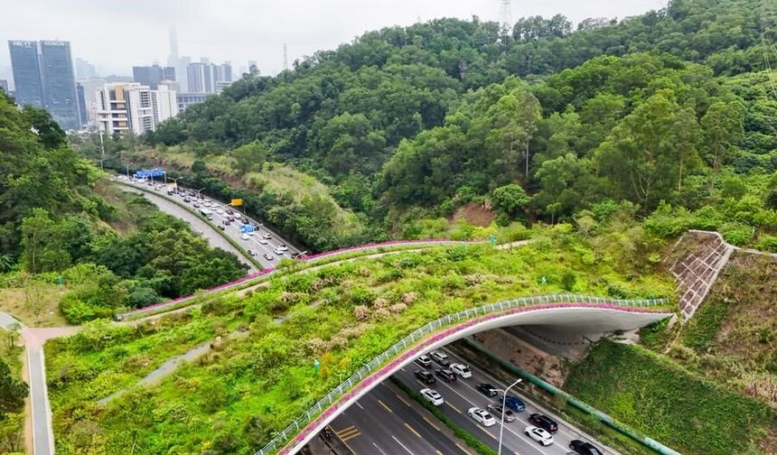 Çin'de yaban hayatı göçünü desteklemek amacıyla ekolojik yollar inşa ediliyor